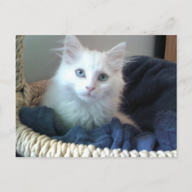 Postkort för Albi Baby kattunge Vykort (Framsida)