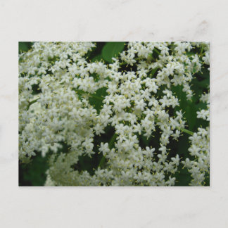 Postkort för äldre Blommar Vykort