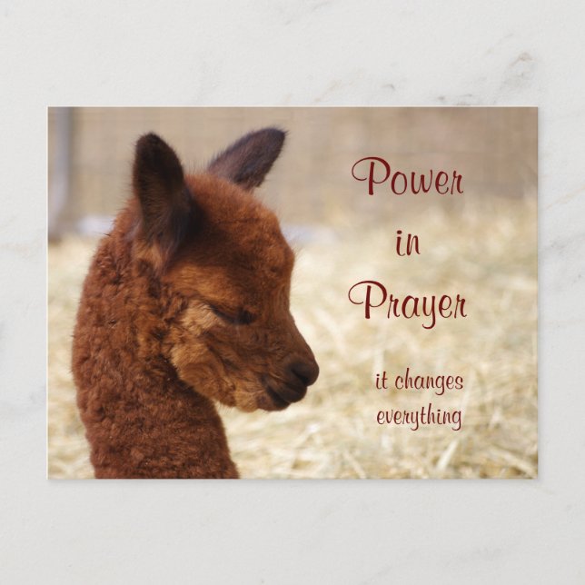 Postkort för Alpaca Prayer Vykort (Framsida)