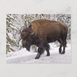 Postkort för amerikansk bison (Bison bison) Vykort