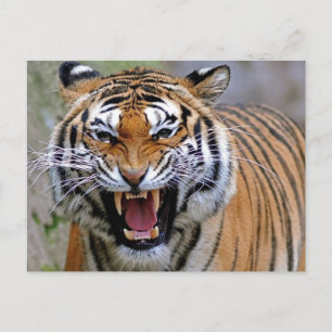 Postkort för arg Tiger Vykort