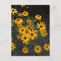 Postkort för Arkansas Wildblomma Black-Eyed Susans