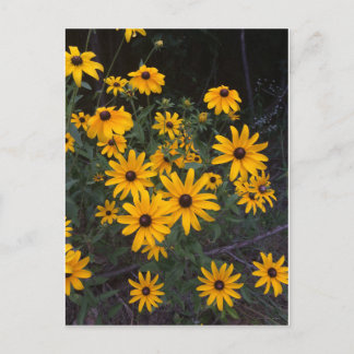 Postkort för Arkansas Wildblomma Black-Eyed Susans Vykort