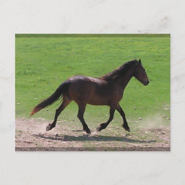 Postkort för armblod vykort (Framsida)