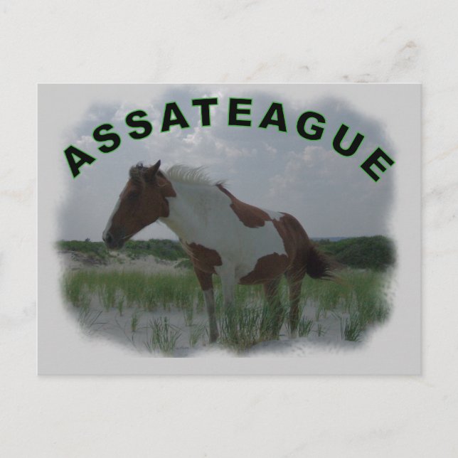 Postkort för assateague vykort (Framsida)