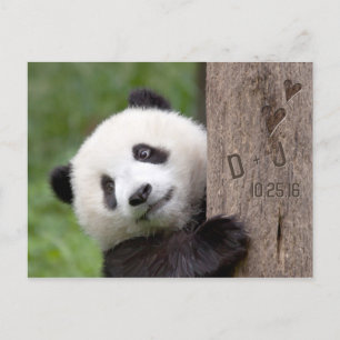 Postkort för att spara datum - Panda Meddelande Vykort