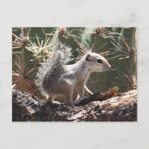 Postkort för baby Antelope Squirrel Vykort