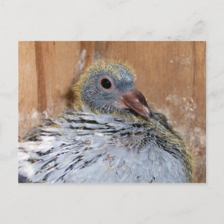 Postkort för baby Homing Pigeon Vykort