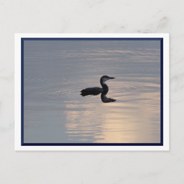 Postkort för baby Loon/Northern MN Vykort (Framsida)