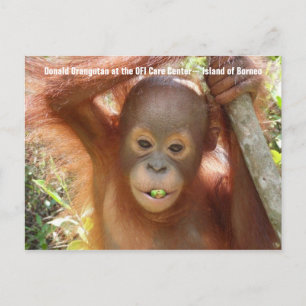Postkort för baby Orangutan Photo (Donald) Vykort