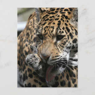 Postkort för badleopard vykort
