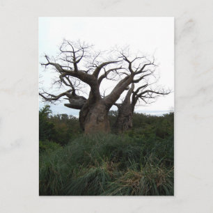 Postkort för Baobab Träd Vykort