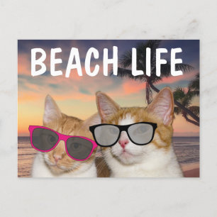 POSTKort för BEACH CATS-BEHANDLING Vykort