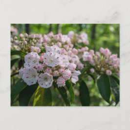 Postkort för bergskrivet Laurel Wildblomma Vykort