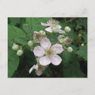 Postkort för Blackberry Flowers Vykort
