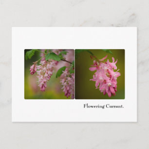 Postkort för blommar valuta vykort