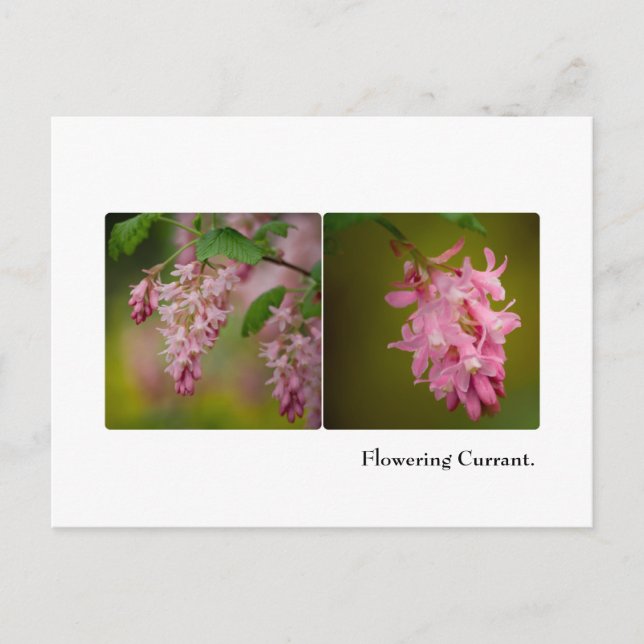 Postkort för blommar valuta vykort (Framsida)