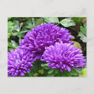 Postkort för Blommigt Vykort