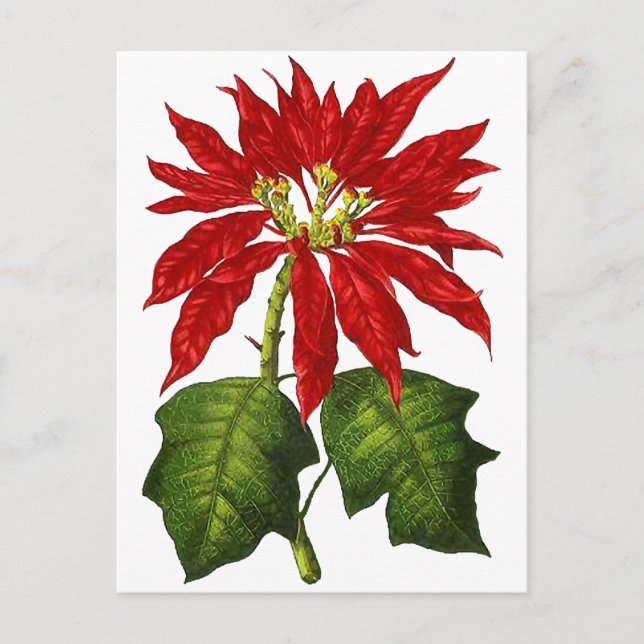Postkort för botaniska Poinsettia Helg Vykort (Framsida)