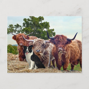 Postkort för "Buckeroo & Friends" Vykort