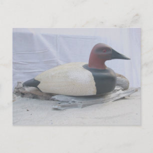 Postkort för Canvasback Anka Decoy Vykort