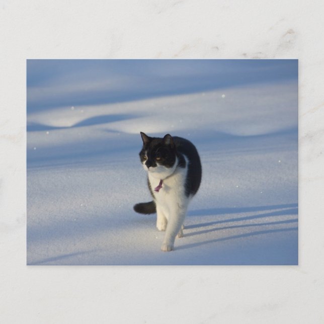 Postkort för Catwald CC0093 Vykort (Framsida)