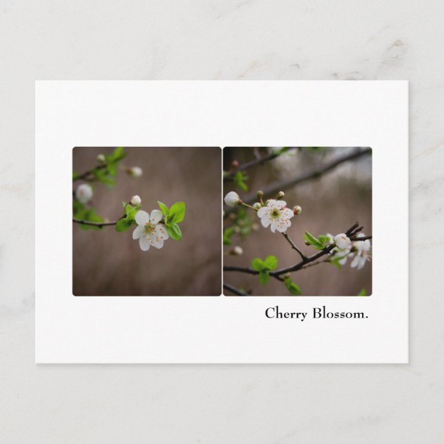 Postkort för Cherry Blommar Vykort (Framsida)