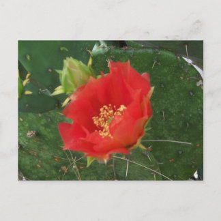 Postkort för City Cactus 3 Vykort