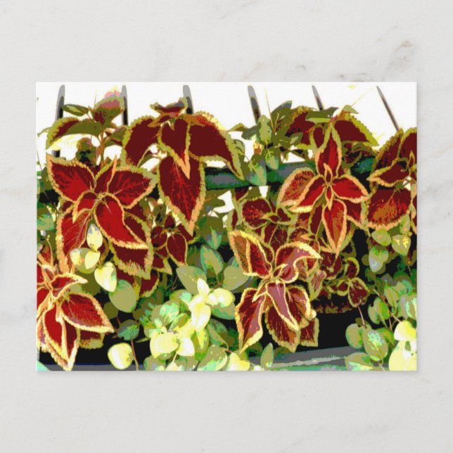Postkort för Coleus Plant Vykort (Framsida)