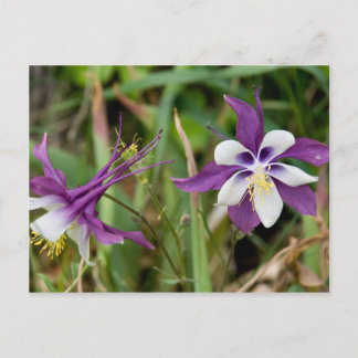 Postkort för Columbine Flowers Vykort