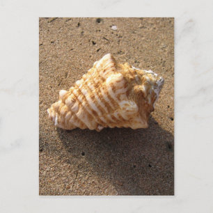 Postkort för Conch Seashell Sand Beach Beach Vykort