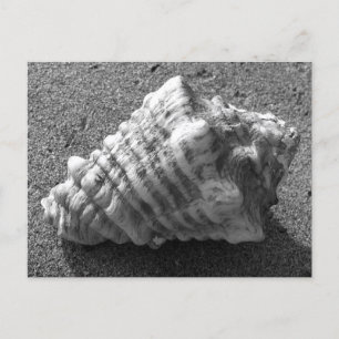 Postkort för Conch Seashell Sand Beach Beach Vykort