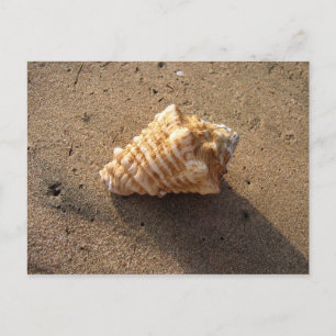Postkort för Conch Seashell Sand Beach Beach Vykort