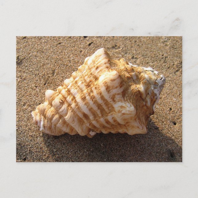 Postkort för Conch Seashell Sand Beach Beach Vykort (Framsida)
