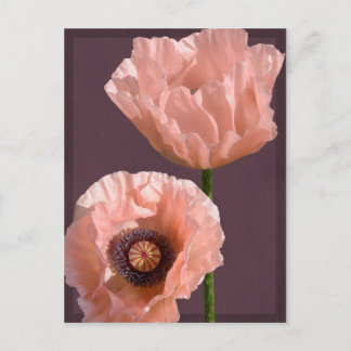 Postkort för Coral Poppies Vykort