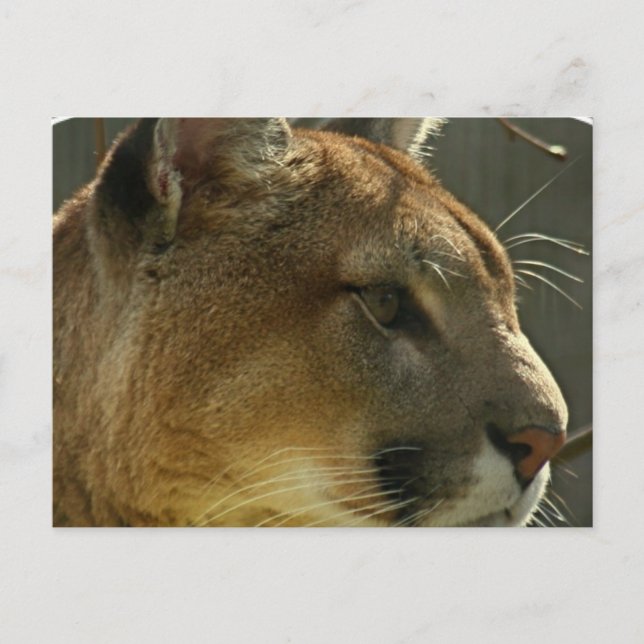 Postkort för Cougar Puma Vykort (Framsida)