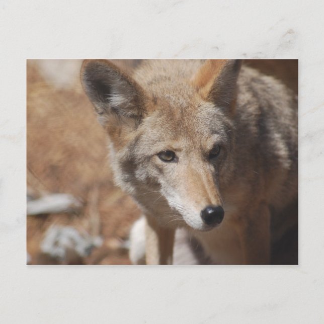 Postkort för Coyote Vykort (Framsida)