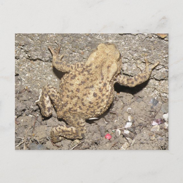Postkort för Cute Crawling Toad Vykort (Framsida)