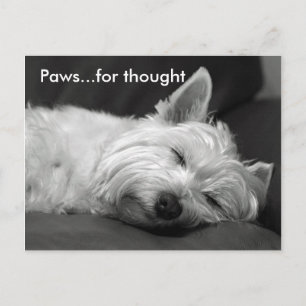 Postkort för Cute Westie Vykort