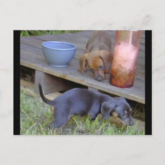 Postkort för Dachshund spädbarn Vykort