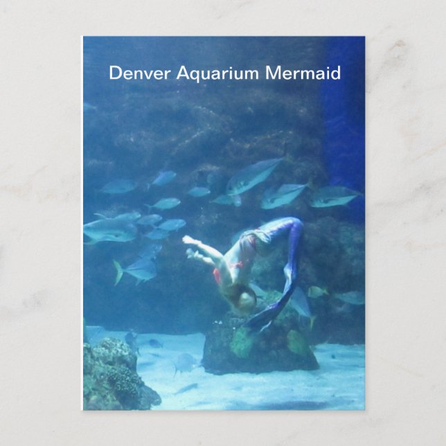 Postkort för Denver Aquarium Sjöjungfru Vykort (Framsida)