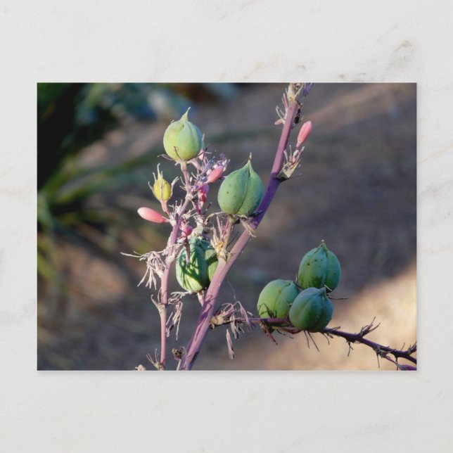 Postkort för Desert-blommor Vykort (Framsida)