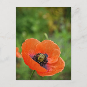 Postkort för diskettblomma (NZ) i vildens Orange Vykort