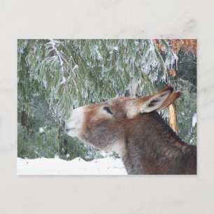 Postkort för Donkey Helgdag Helg Vykort