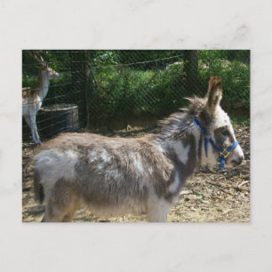 Postkort för donkey vykort