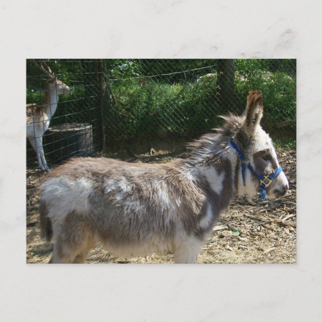 Postkort för donkey vykort (Framsida)
