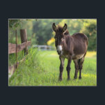 Postkort för donkey vykort<br><div class="desc">Den här designen kan vara personlig om du väljer Redigera design. Du kan också överföra till andra objekt. Kontakta mig på colorflowcreations@gmail.com eller använda alternativet chatta överst på sidan om du vill ha den här designen på en annan produkt eller behöver hjälp med den här designen. Se mer av mina...</div>