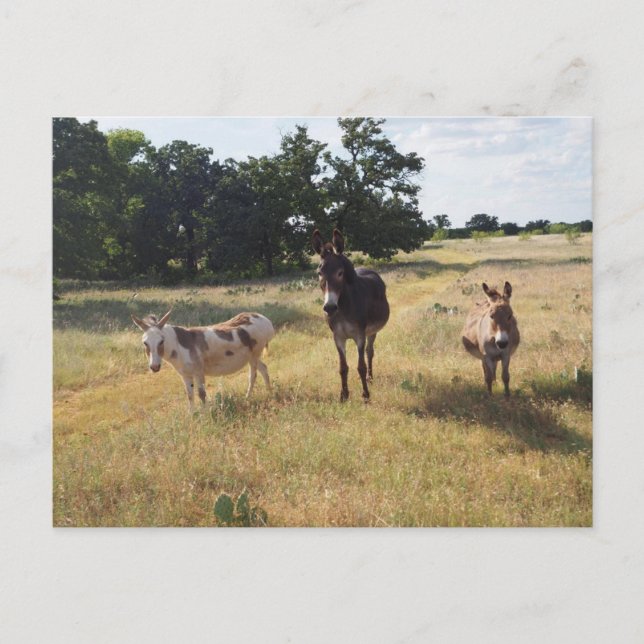 Postkort för donkey vykort (Framsida)