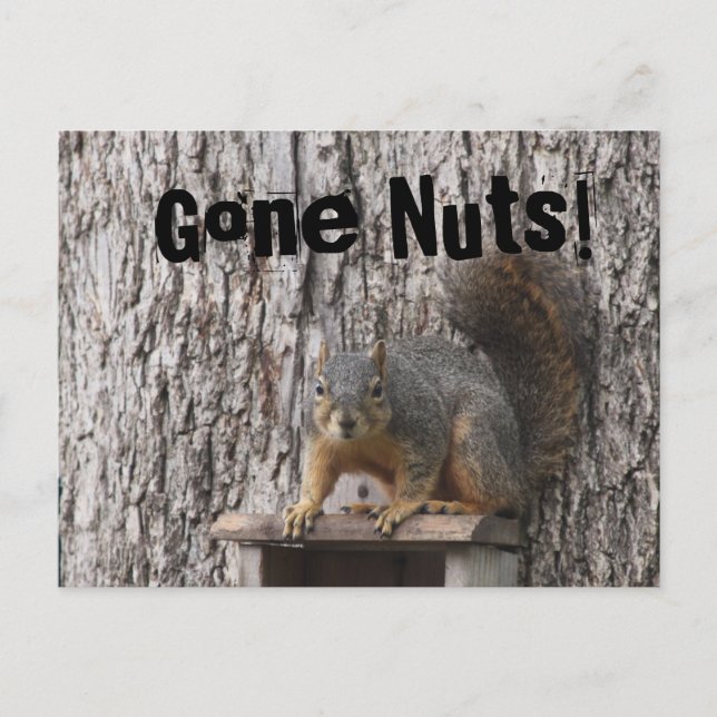 Postkort för ekorrar vykort (Framsida)