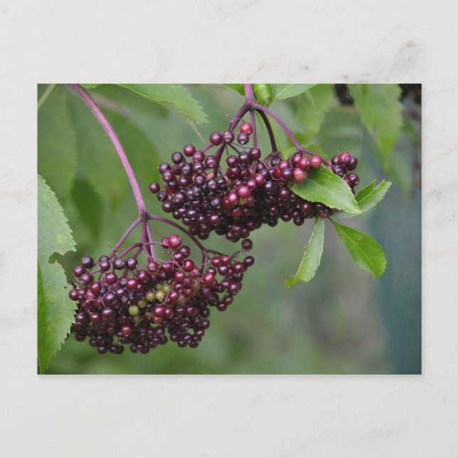Postkort för elderberry vykort (Framsida)